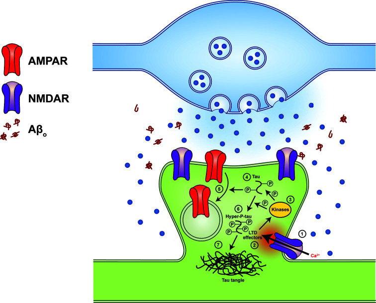 Amyloid-β in Alzheimer's disease - front and centre after all?