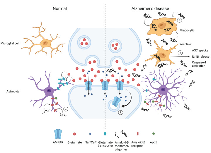 Amyloid-β in Alzheimer's disease - front and centre after all?