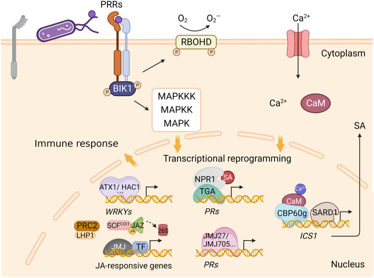 Epigenetic regulation of plant immunity: from chromatin codes to plant disease resistance