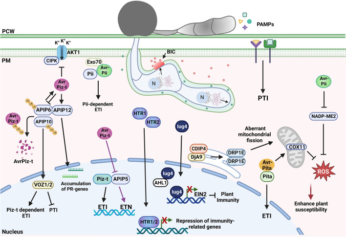 The Phantom Menace: latest findings on effector biology in the rice blast fungus