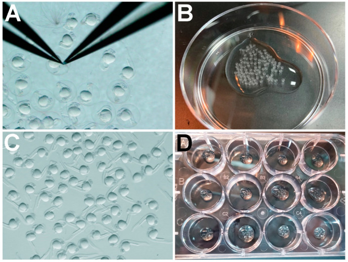 Comparison of Pronase versus Manual Dechorionation of Zebrafish Embryos for Small Molecule Treatments.