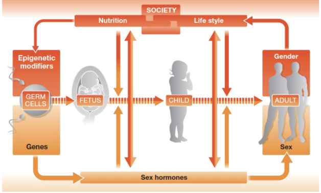 Application of sex/gender-specific medicine in healthcare.