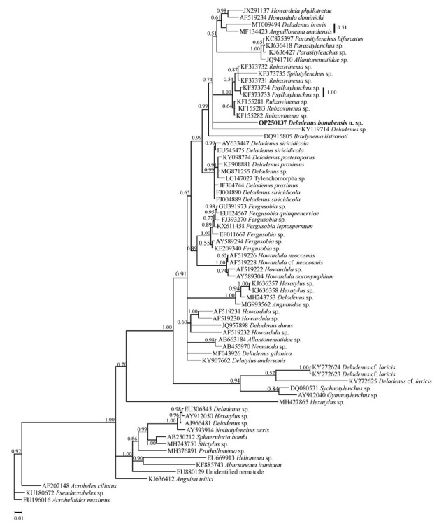 <i>Deladenus Bonabensis</i> n. Sp. (Tylenchomorpha: Neotylenchidae) from East Azarbaijan Province, Northwestern Iran: A Morphological and Molecular Phylogenetic Study.