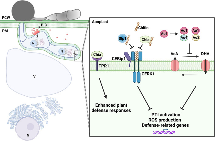 The Phantom Menace: latest findings on effector biology in the rice blast fungus