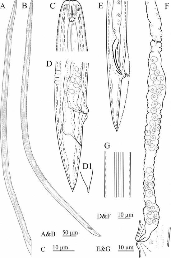 <i>Deladenus Bonabensis</i> n. Sp. (Tylenchomorpha: Neotylenchidae) from East Azarbaijan Province, Northwestern Iran: A Morphological and Molecular Phylogenetic Study.