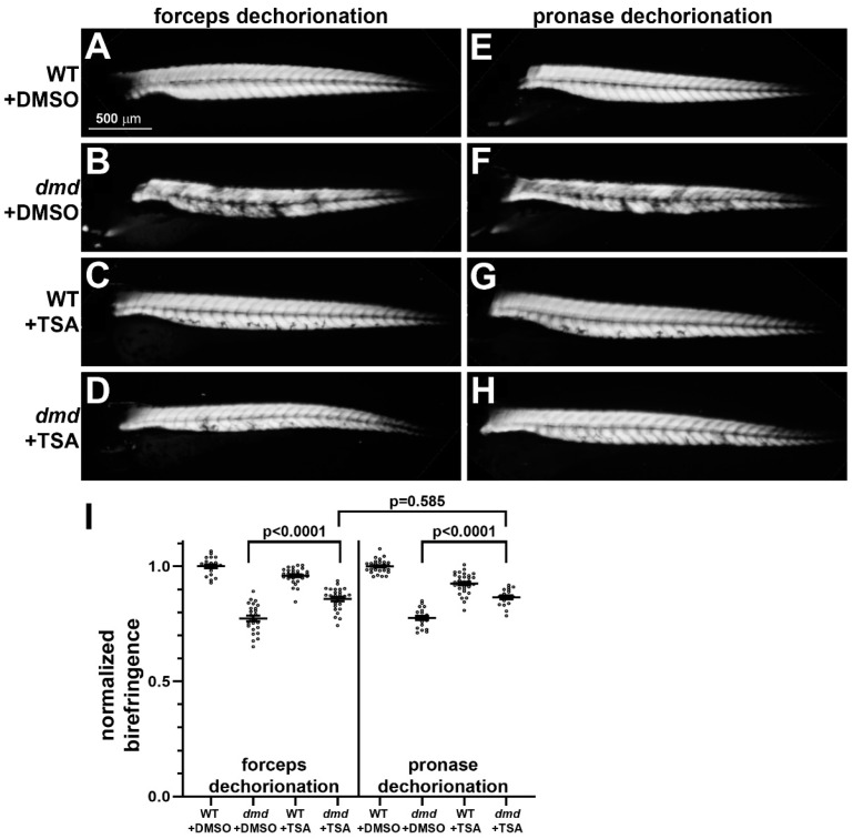 Comparison of Pronase versus Manual Dechorionation of Zebrafish Embryos for Small Molecule Treatments.