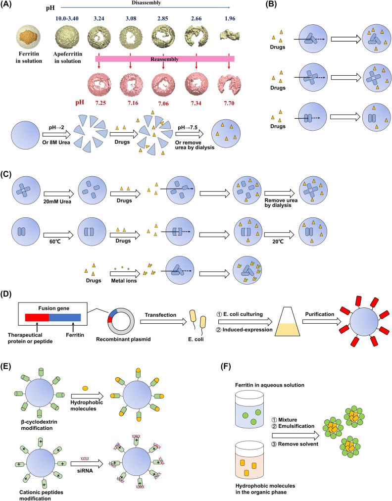 Ferritin-based nanomedicine for disease treatment.
