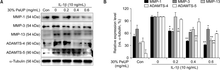 Chondroprotective Effects of <i>Ulva prolifera</i> on Osteoarthritis through MAPKs Signaling Inhibition.