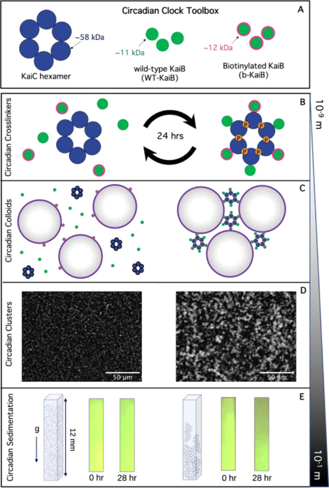 Timed material self-assembly controlled by circadian clock proteins.