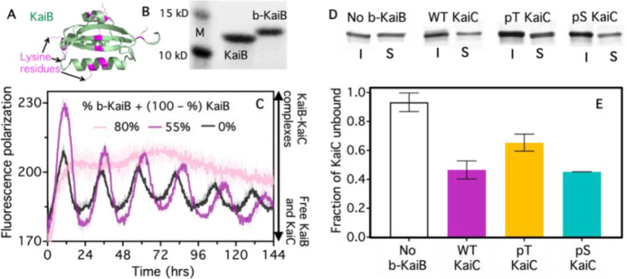 Timed material self-assembly controlled by circadian clock proteins.