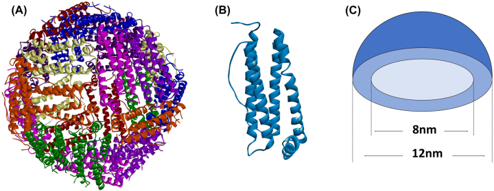 Ferritin-based nanomedicine for disease treatment.