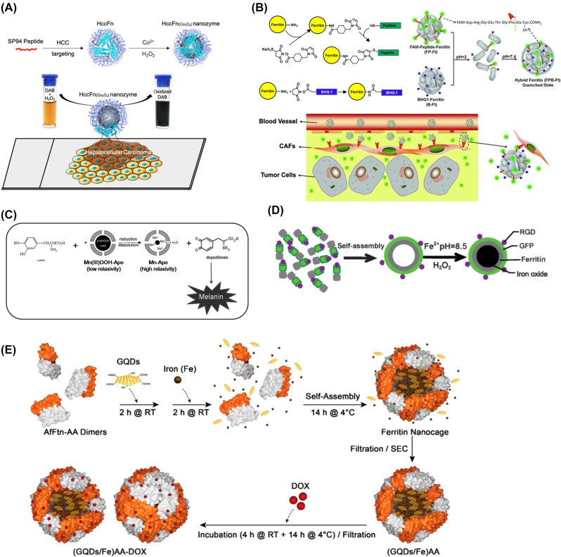 Ferritin-based nanomedicine for disease treatment.