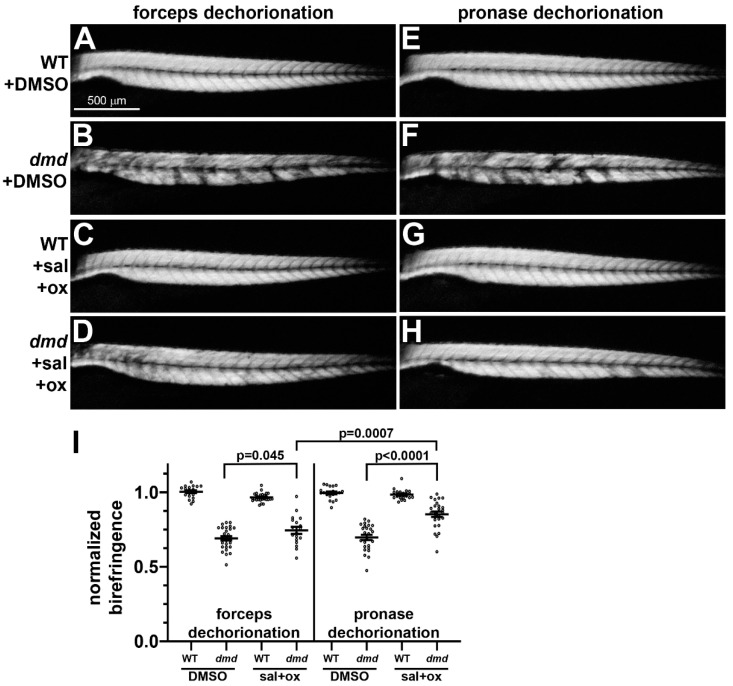 Comparison of Pronase versus Manual Dechorionation of Zebrafish Embryos for Small Molecule Treatments.