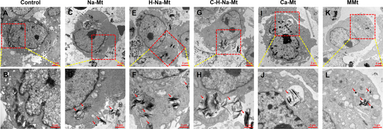 ROS generation and p-38 activation contribute to montmorillonite-induced corneal toxicity in vitro and in vivo.