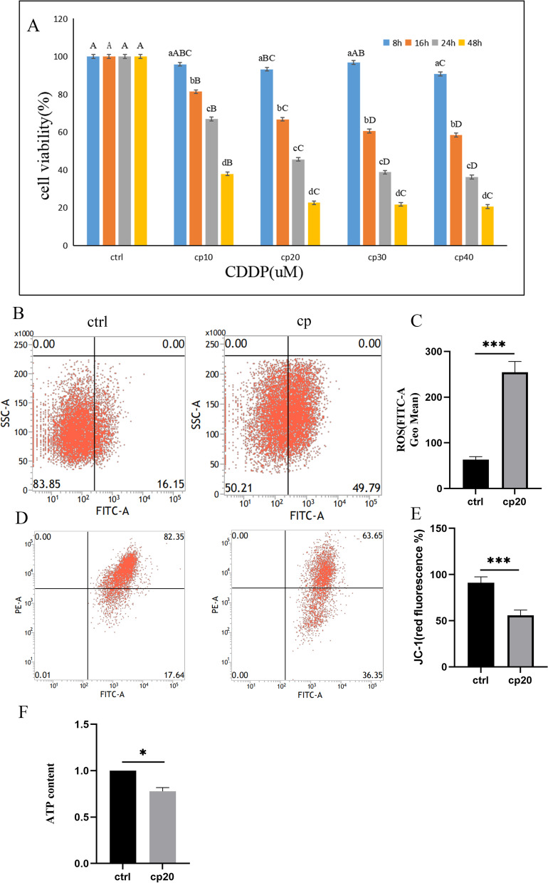 miR-34a/DRP-1-mediated mitophagy participated in cisplatin-induced ototoxicity via increasing oxidative stress.