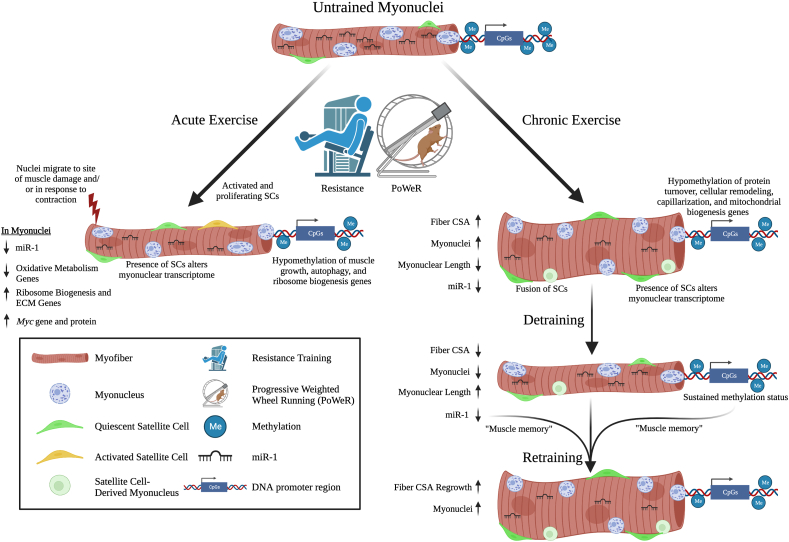 Going nuclear: Molecular adaptations to exercise mediated by myonuclei