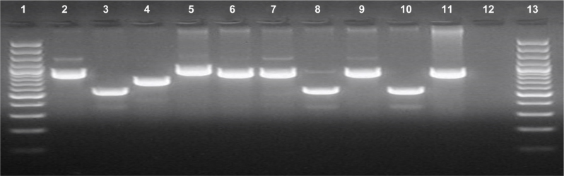 Prevalence of Closely Related <i>Candida albicans</i> Species among Patients with Vulvovaginal Candidiasis in Southern Poland Based on the <i>hwp</i>1 Gene Amplification.