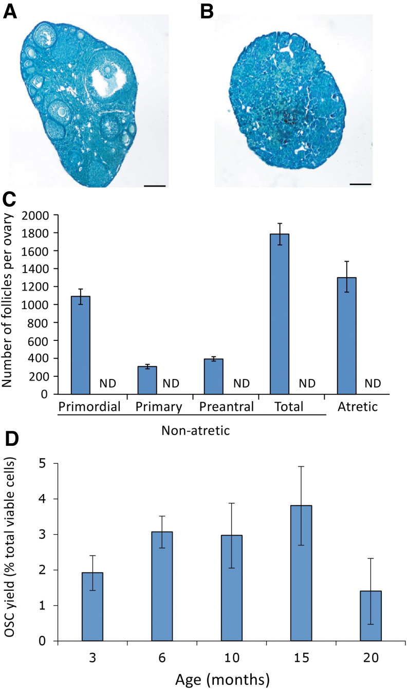 Characterization of Oogonial Stem Cells in Adult Mouse Ovaries with Age and Comparison to In Silico Data on Human Ovarian Aging.