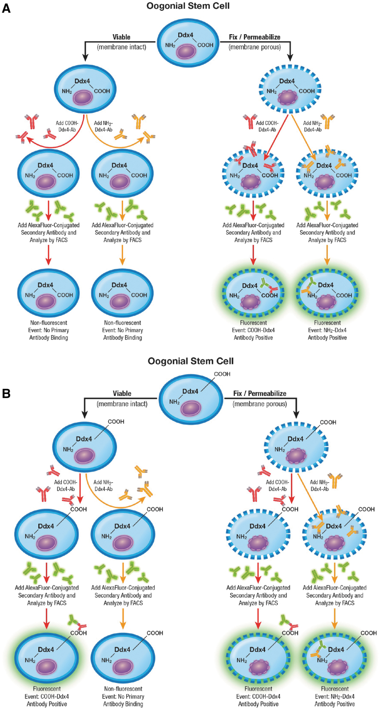 Characterization of Oogonial Stem Cells in Adult Mouse Ovaries with Age and Comparison to In Silico Data on Human Ovarian Aging.