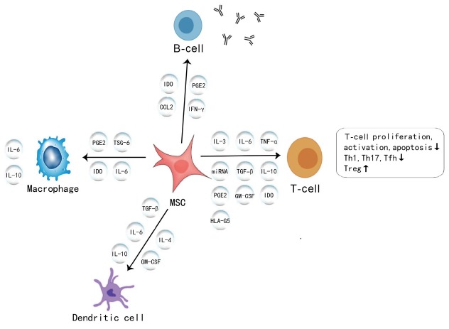 Mesenchymal stem cells and connective tissue diseases: From bench to bedside.