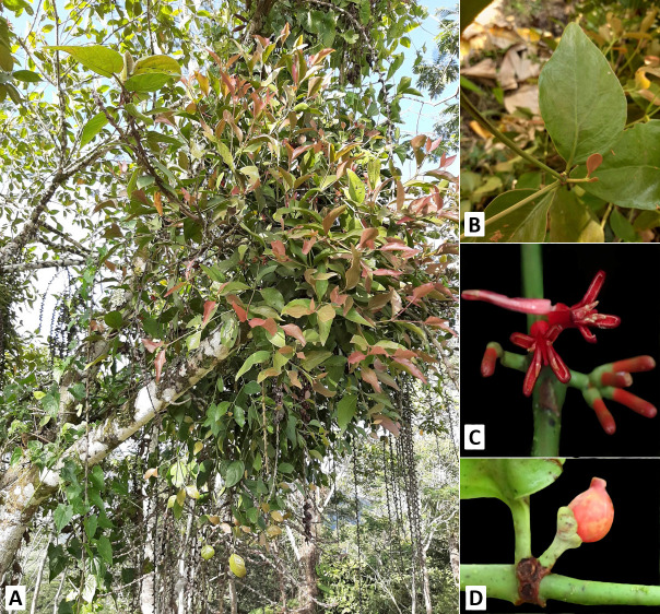 Comparative Morpho-Anatomical Studies of Two Philippine Endemic Species of <i>Amyema Tiegh</i>. (Loranthaceae).