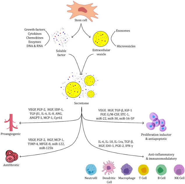 Stem Cell's Secretome Delivery Systems.