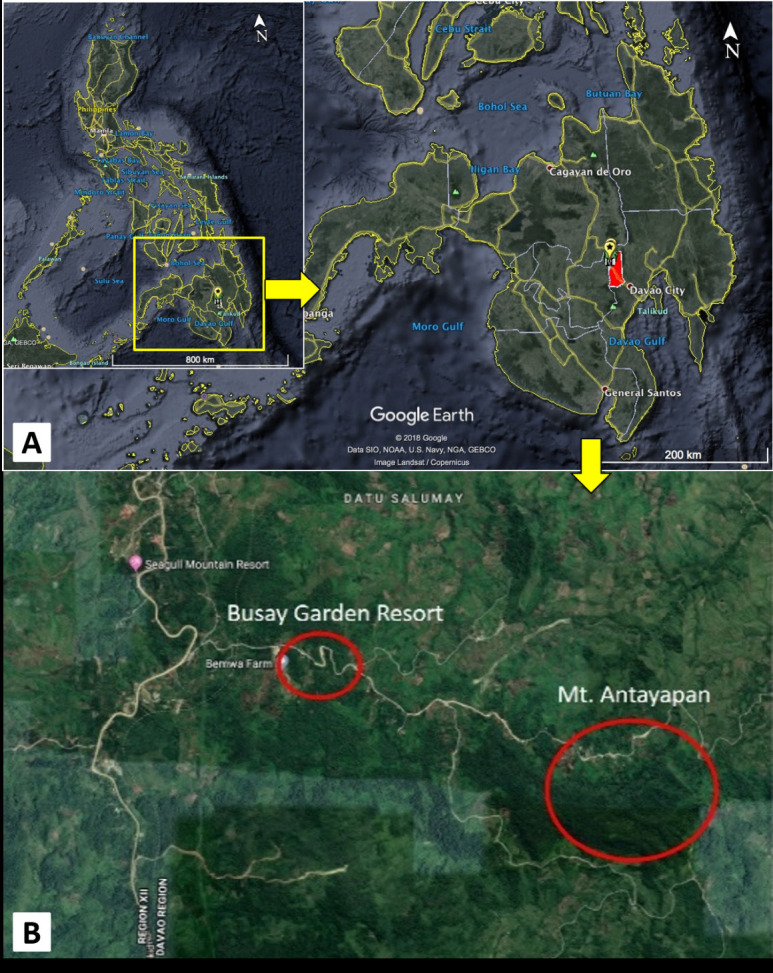 Comparative Morpho-Anatomical Studies of Two Philippine Endemic Species of <i>Amyema Tiegh</i>. (Loranthaceae).