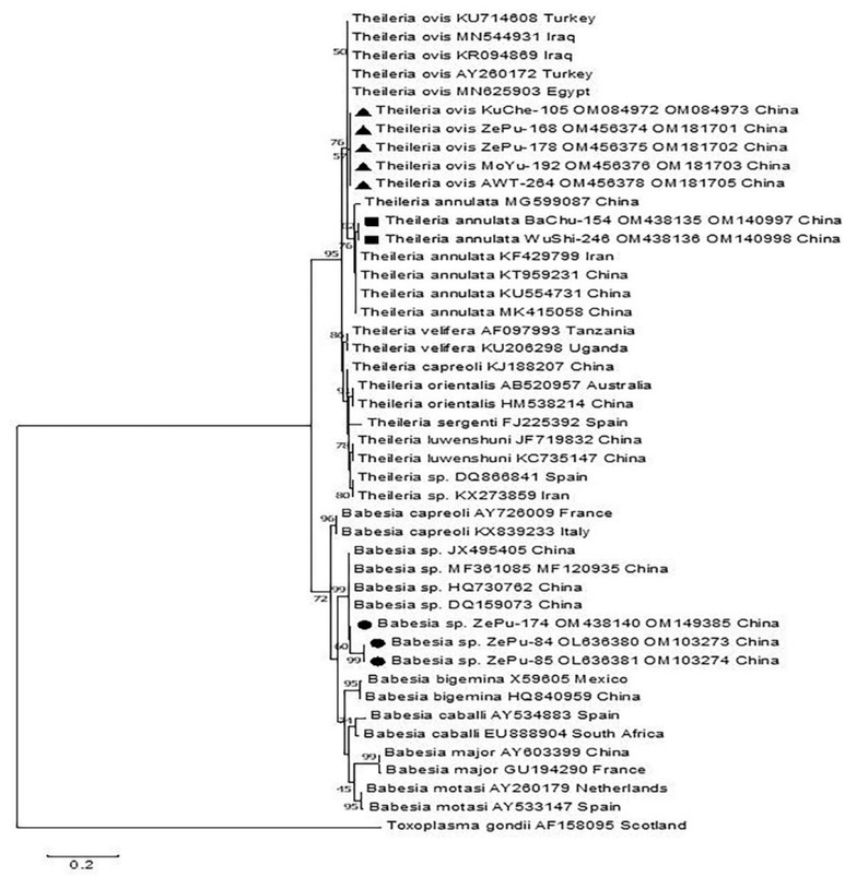 Detection of <i>Babesia</i> Spp., <i>Theileria</i> Spp., and <i>Anaplasma Ovis</i> in <i>Ornithodoros Lahorensis</i> from Southern Xinjiang, China.