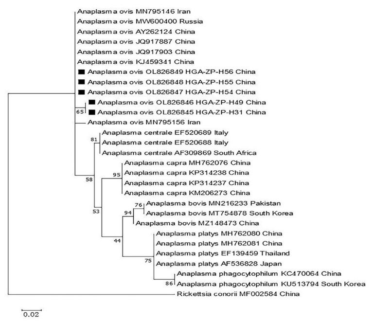 Detection of <i>Babesia</i> Spp., <i>Theileria</i> Spp., and <i>Anaplasma Ovis</i> in <i>Ornithodoros Lahorensis</i> from Southern Xinjiang, China.