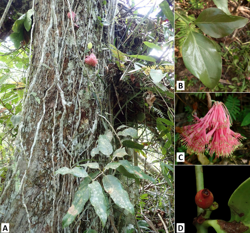 Comparative Morpho-Anatomical Studies of Two Philippine Endemic Species of <i>Amyema Tiegh</i>. (Loranthaceae).