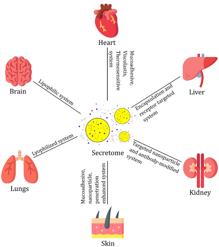 Stem Cell's Secretome Delivery Systems.