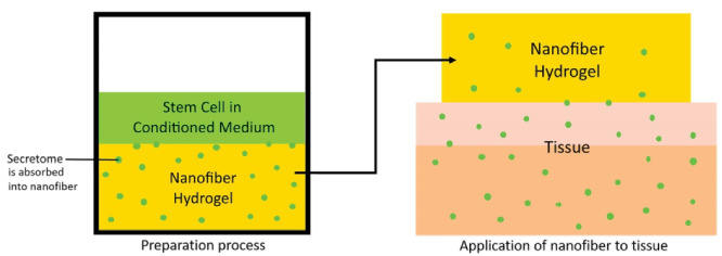 Stem Cell's Secretome Delivery Systems.