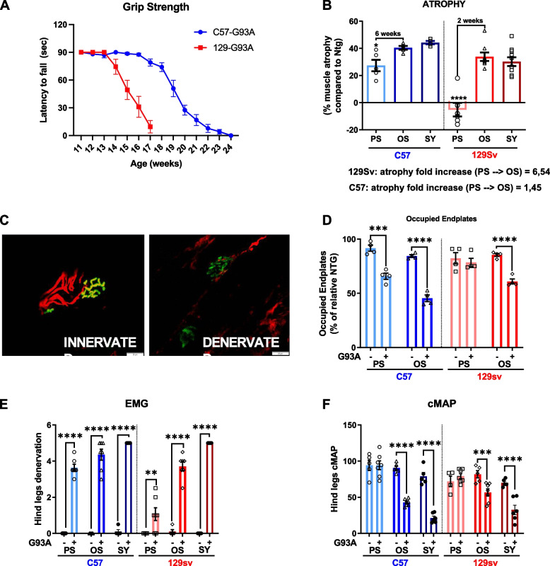 Immune-mediated myogenesis and acetylcholine receptor clustering promote a slow disease progression in ALS mouse models.