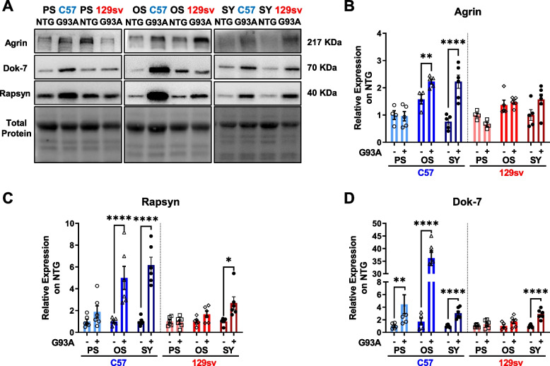 Immune-mediated myogenesis and acetylcholine receptor clustering promote a slow disease progression in ALS mouse models.