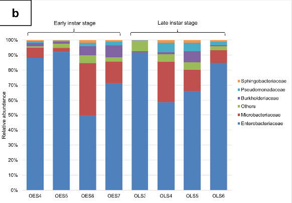 Uncovering the Microbiota of Bagworm <i>Metisa plana</i> (Lepidoptera: Psychidae) in Oil Palm Plantations in Malaysia.