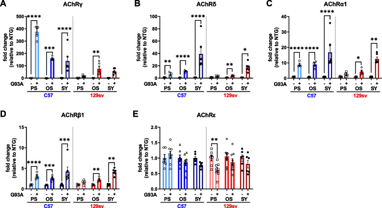 Immune-mediated myogenesis and acetylcholine receptor clustering promote a slow disease progression in ALS mouse models.