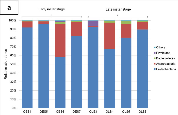 Uncovering the Microbiota of Bagworm <i>Metisa plana</i> (Lepidoptera: Psychidae) in Oil Palm Plantations in Malaysia.