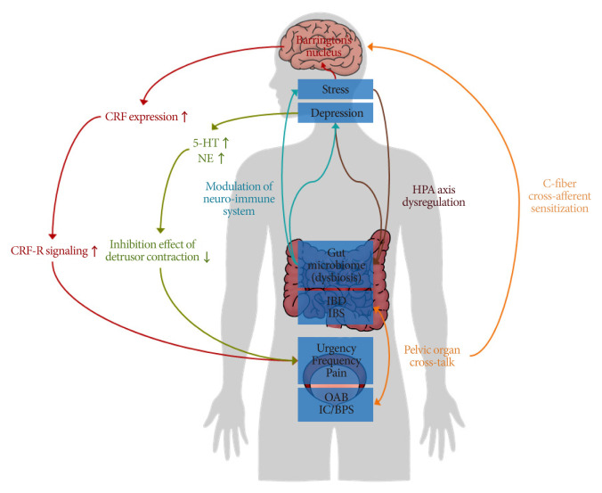 The Innovative Approach in Functional Bladder Disorders: The Communication Between Bladder and Brain-Gut Axis.