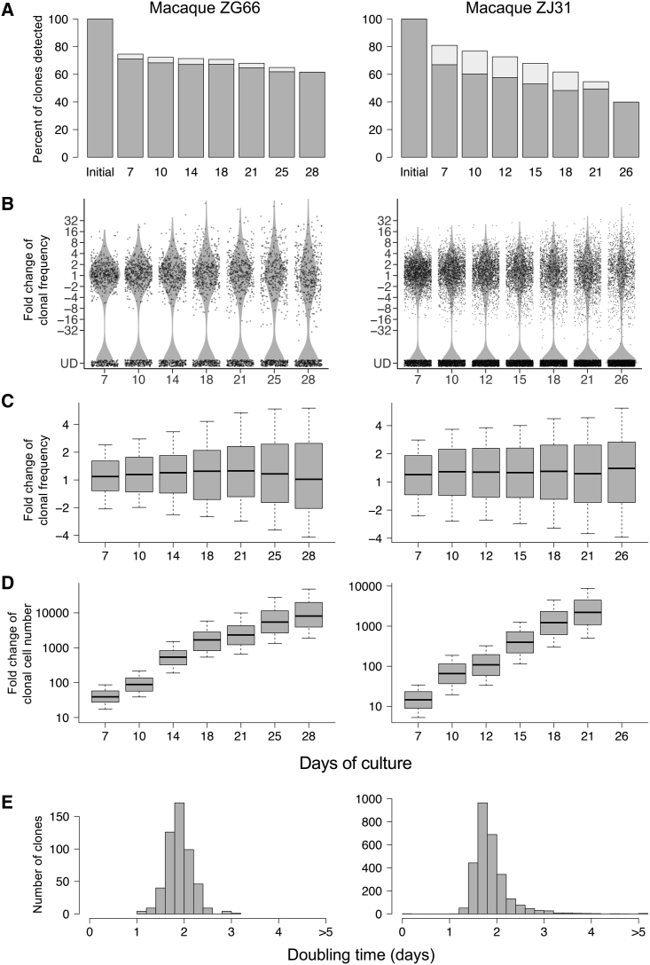 Expanded NK cells used for adoptive cell therapy maintain diverse clonality and contain long-lived memory-like NK cell populations.