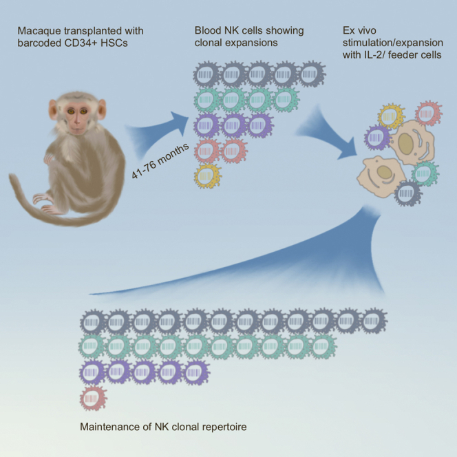 Expanded NK cells used for adoptive cell therapy maintain diverse clonality and contain long-lived memory-like NK cell populations.