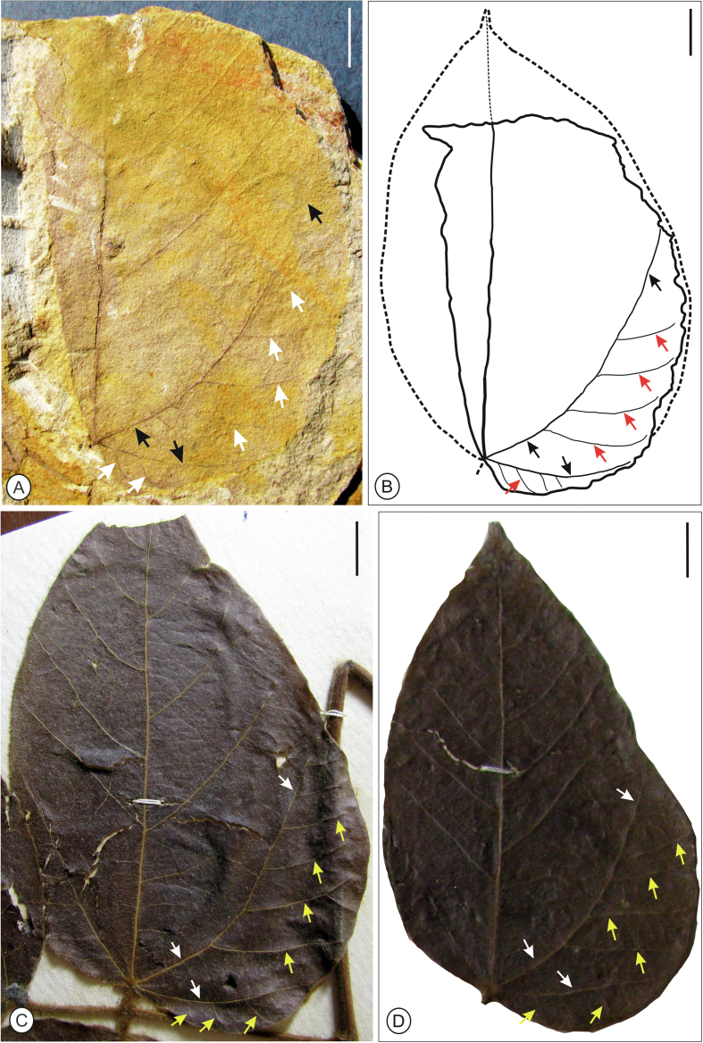 Legumes from the Paleocene sediments of India and their ecological significance