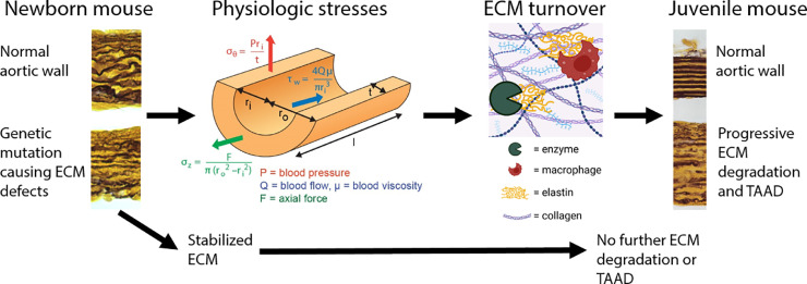 The matrix reloaded – Addressing structural integrity of the aortic wall in aneurysmal disease