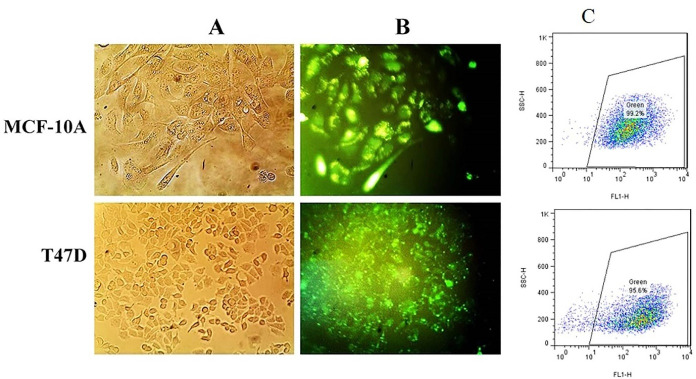 Comparative Evaluation of Lipofectamine and Dendrimer for Transfection of Short RNA Into Human T47D and MCF-10A Cell Lines.