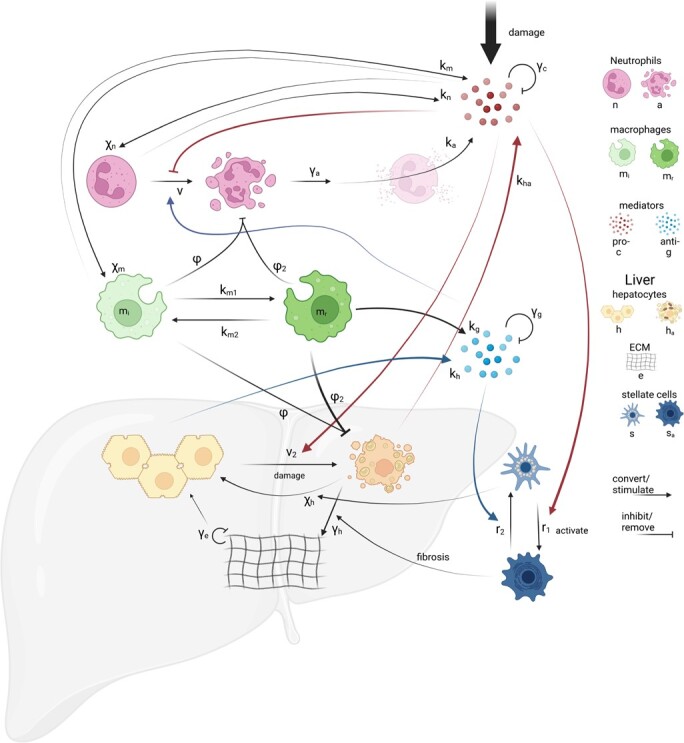 Exploring the constituent mechanisms of hepatitis: a dynamical systems approach.