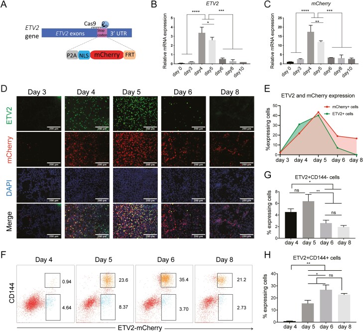 ETV2 Upregulation Marks the Specification of Early Cardiomyocytes and Endothelial Cells During Co-differentiation.