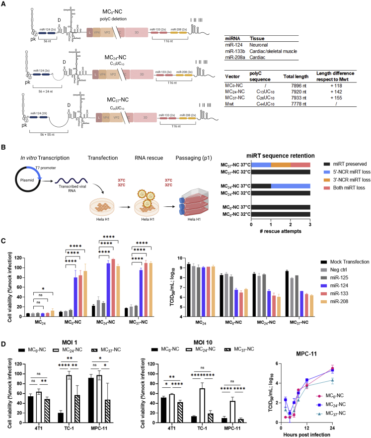 Polycytidine tract deletion from microRNA-detargeted oncolytic Mengovirus optimizes the therapeutic index in a murine multiple myeloma model.