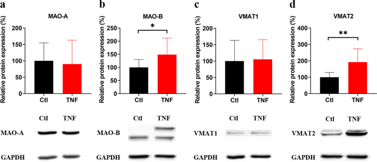 Components of the sympathetic nervous system as targets to modulate inflammation - rheumatoid arthritis synovial fibroblasts as neuron-like cells?