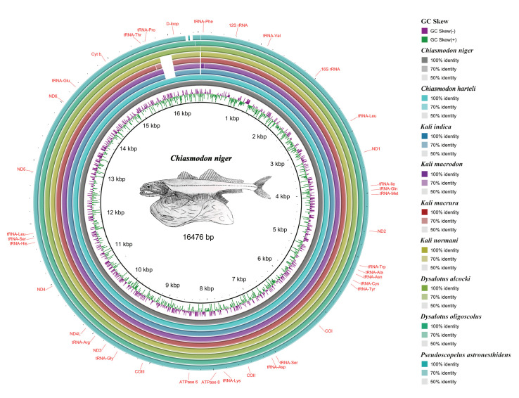 Characterization of six new complete mitochondrial genomes of Chiasmodontidae (Scombriformes, Percomorpha) and considerations about the phylogenetic relationships of the family.