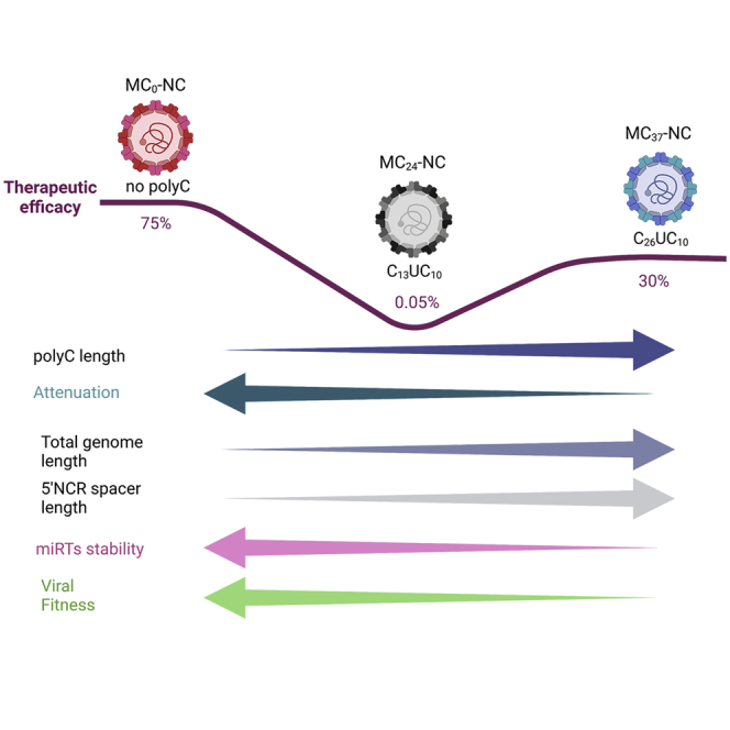 Polycytidine tract deletion from microRNA-detargeted oncolytic Mengovirus optimizes the therapeutic index in a murine multiple myeloma model.