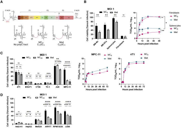 Polycytidine tract deletion from microRNA-detargeted oncolytic Mengovirus optimizes the therapeutic index in a murine multiple myeloma model.